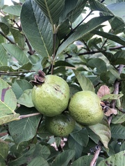 Psidium guajava