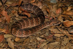 Acanthophis antarcticus