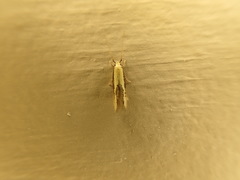 Opogona stenocraspeda
