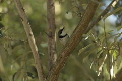 Apalis thoracica claudei