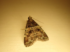 Orthaga atribasalis