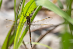 Syncordulia gracilis