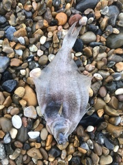 Limanda limanda