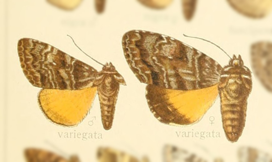 Tambana variegata