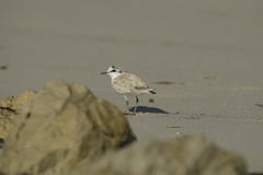Charadrius marginatus arenaceus