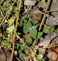 Chenopodium trigonon stellulatum