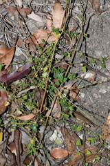 Chenopodium trigonon stellulatum
