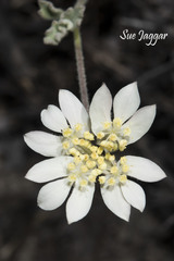 Xanthosia tomentosa