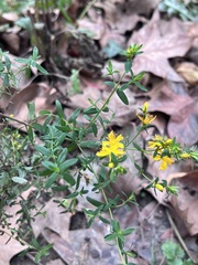 Hypericum perforatum perforatum