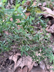 Hypericum perforatum perforatum