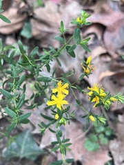 Hypericum perforatum perforatum