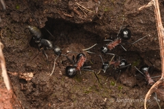 Camponotus japonicus