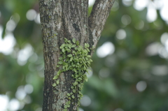 Pyrrosia nummulariifolia