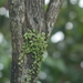 Pyrrosia nummulariifolia - Photo (c) Nurul Fitrah Marican, algunos derechos reservados (CC BY-NC), subido por Nurul Fitrah Marican