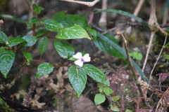 Impatiens leptopoda
