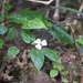 Impatiens leptopoda - Photo (c) Nick Belliveau, some rights reserved (CC BY-NC), uploaded by Nick Belliveau