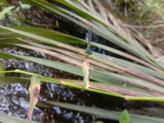 Ceriagrion cerinorubellum
