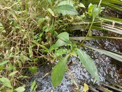 Ceriagrion cerinorubellum