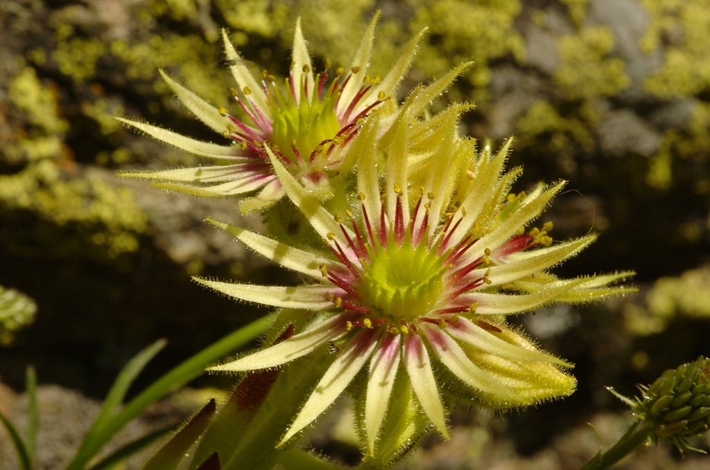 Houseleek