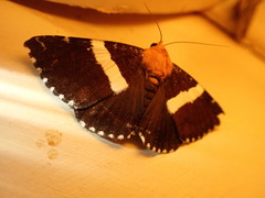 Buzara latizona
