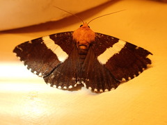Buzara latizona