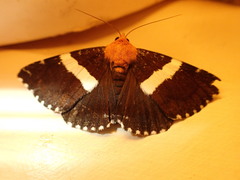 Buzara latizona