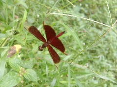 Neurothemis fluctuans