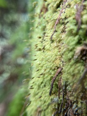 Hymenodon pilifer
