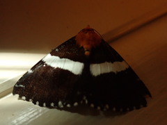 Buzara latizona