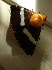 Buzara latizona