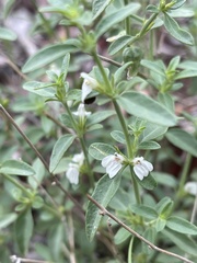 Justicia rhodesiana