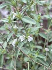 Justicia rhodesiana