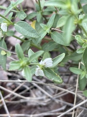 Justicia rhodesiana