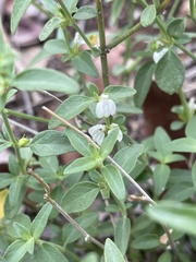 Justicia rhodesiana