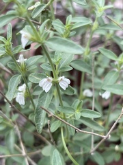 Justicia rhodesiana