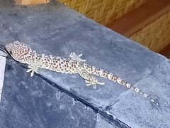 Gekko gecko