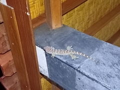Gekko gecko