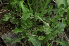 Leontodon caucasicus