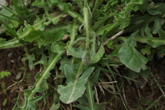 Leontodon caucasicus