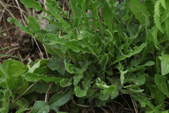 Leontodon caucasicus