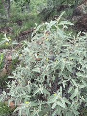 Corchorus kirkii