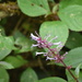 Plectranthus inflatus - Photo (c) Nick Belliveau, some rights reserved (CC BY-NC), uploaded by Nick Belliveau