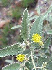 Corchorus kirkii
