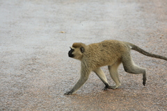 Chlorocebus