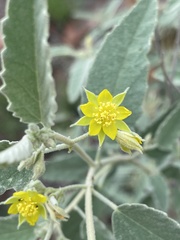 Corchorus kirkii