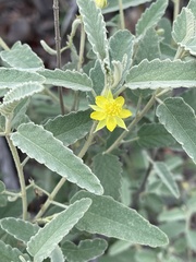 Corchorus kirkii