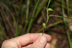 Commelina lanceolata
