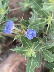 Blepharis diversispina