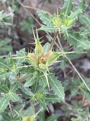 Blepharis diversispina