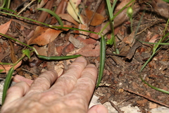 Commelina lanceolata
